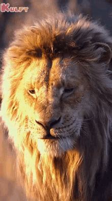 lion gif|lion gif transparent.